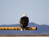 E Lower Klamath NWR 008